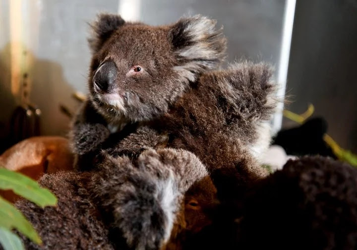 Abrieron un hospital  improvisado para salvar a los koalas de los incendios