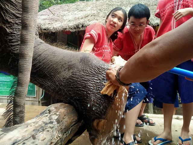 mae rim elephant home, maerim elephant home, mae rim elephant camp, maerim elephant camp, maerim elephant chiang mai, mae rim elephant chiang mai