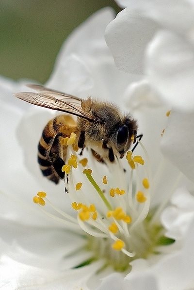 BONITAS IMÁGENES DE ABEJAS - IMAGES OF BEES BEAUTIFUL