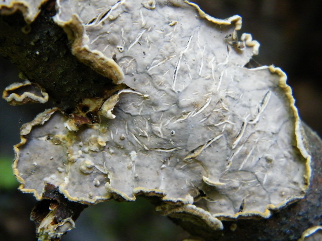 Stereum rugosum