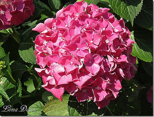Hydrangea_AlpenGlow_Beauty