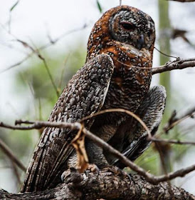 Strix ocellata