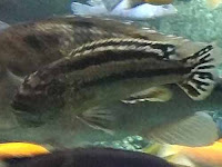 Interruptus Cichlid - Toronto Zoo