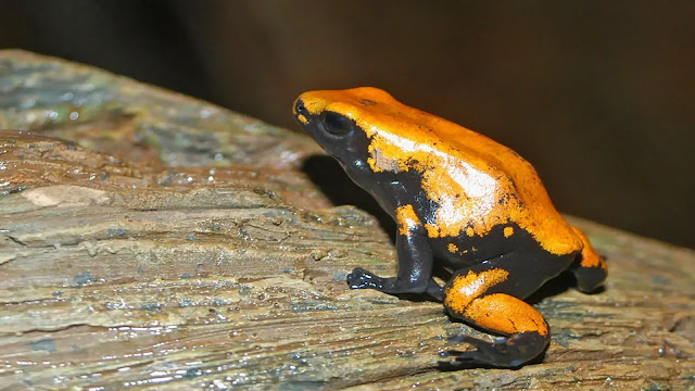 Splash-Backed Poison Frog