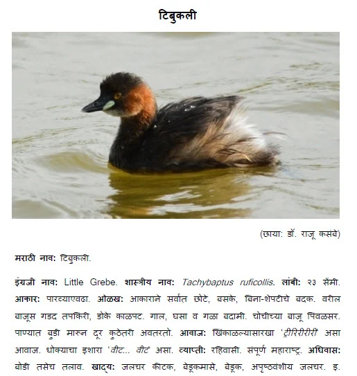 little grebe bird tibukali information in marathi