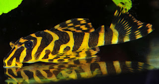 Ikan sapu-sapu hias jenis Leopard Frog Pleco