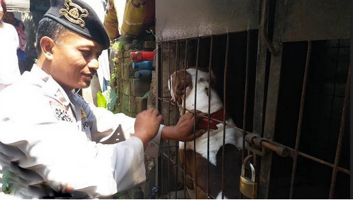 Anjing Pitbull Tewaskan Majikannya 