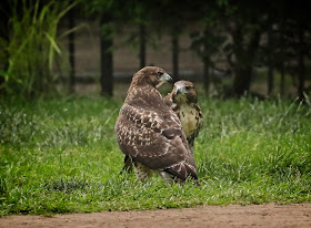 Hawk siblings having a discussion on the grass