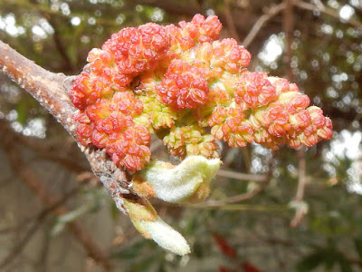 黃連木的雄花