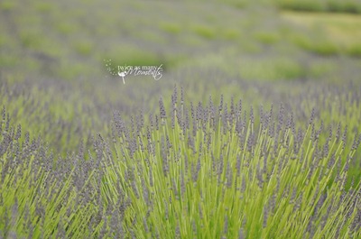 DSC_5324_edit_wm