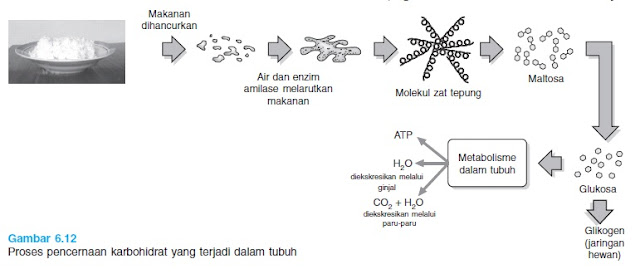 Proses pencernaan karbohidrat dalam tubuh