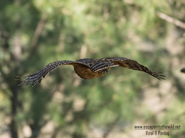 Tawny Fish Owl