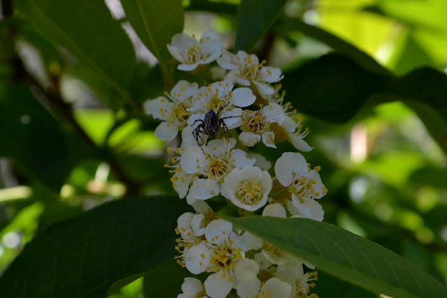 spider occupying flowers