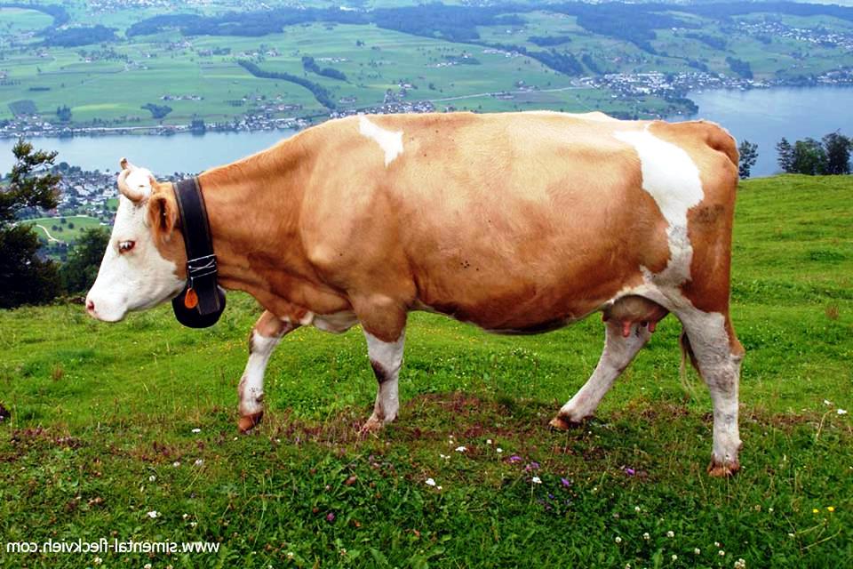 65 Foto Gambar Sapi Potong Sapi Limosin Limousin 