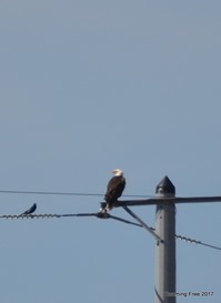 Bald Eagle