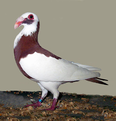 Scandaroon Pigeon