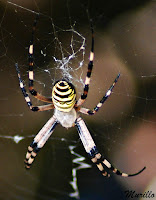 Araña tigre. (Argiope bruennichi)