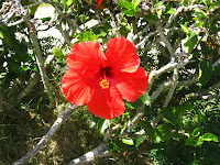 Hibiscus, the state flower of Hawaii