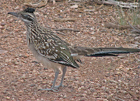 correcaminos grande Geococcyz californianus