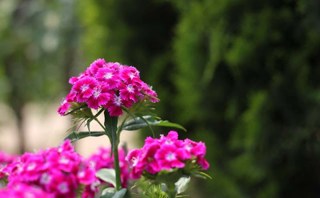 Sweet William Flowers Pictures