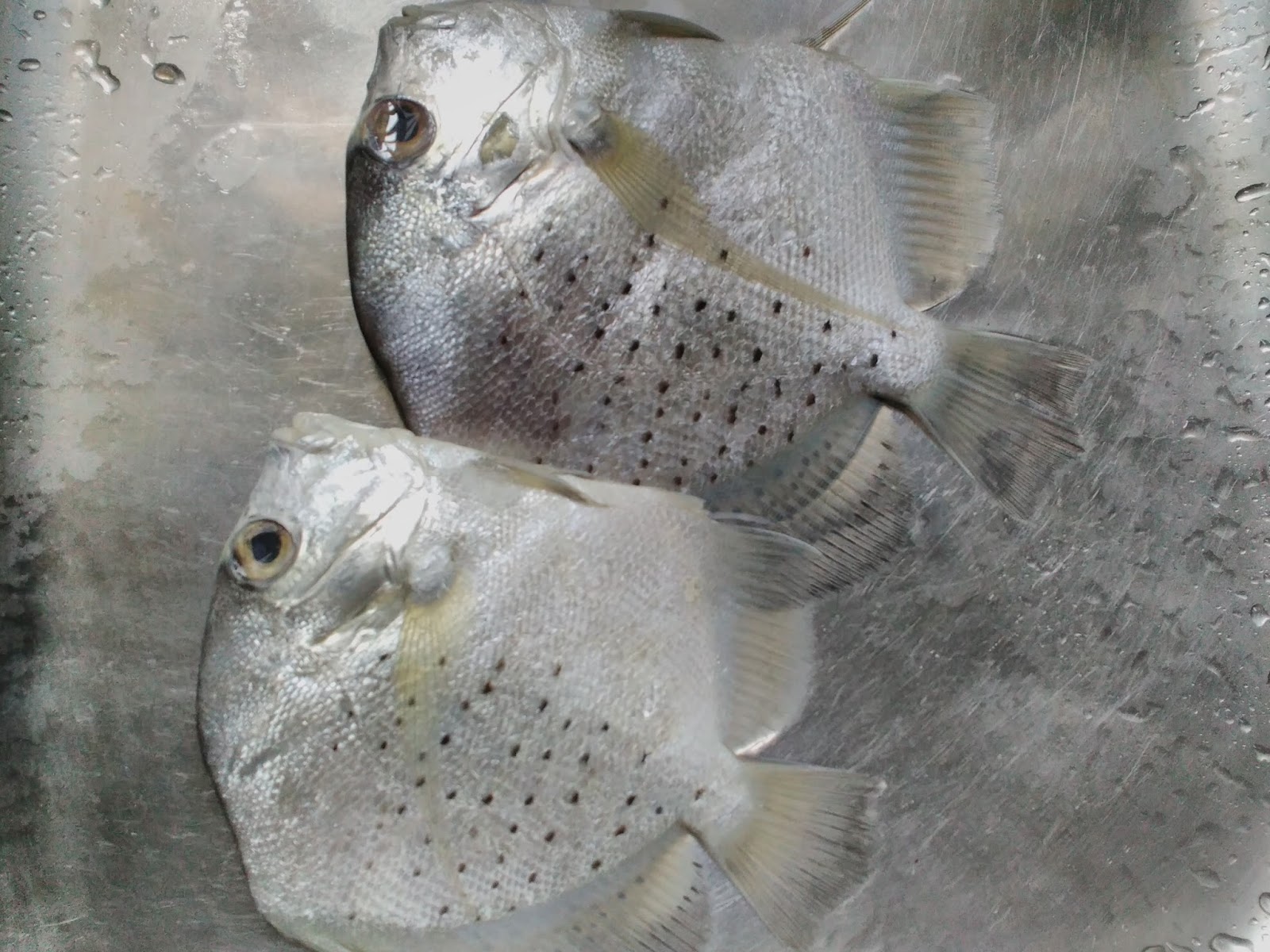 Dapur Cempakasari Ikan Bawal Kipas Rebus Ketuk Serai