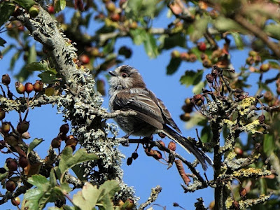 Long-Tailed Tit on Wareham Common © Trevor Warrick