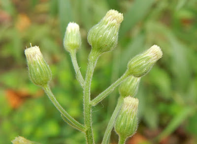 野茼蒿的花序