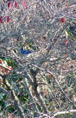 jay in dogwood