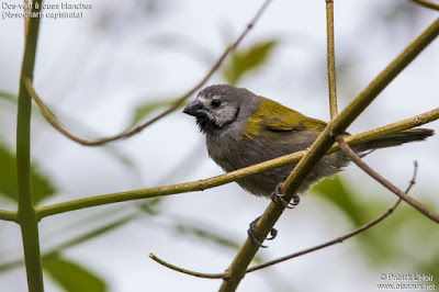 Grey-headed Oliveback