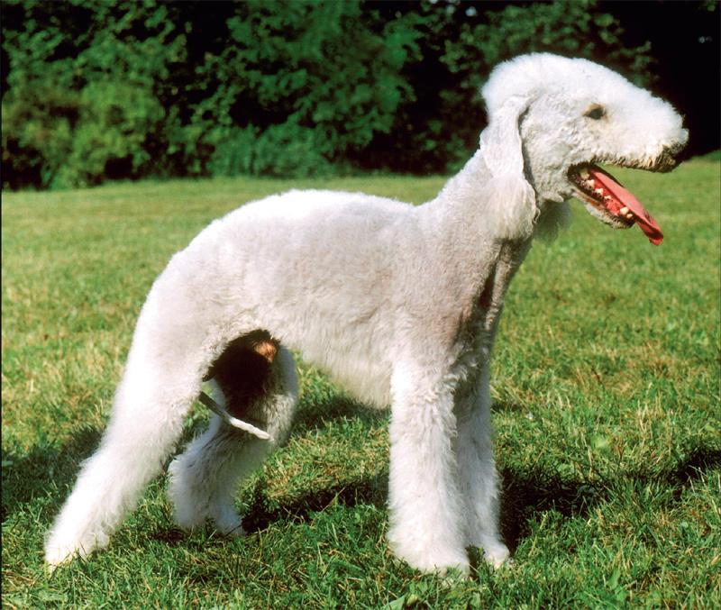 Bedlington Terrier Water Dog