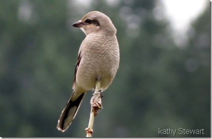 First Winter Northern Shrike