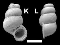 http://sciencythoughts.blogspot.co.uk/2014/10/fossil-land-snails-from-late.html