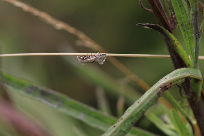 Moerasbladroller - - Cochylimorpha straminea