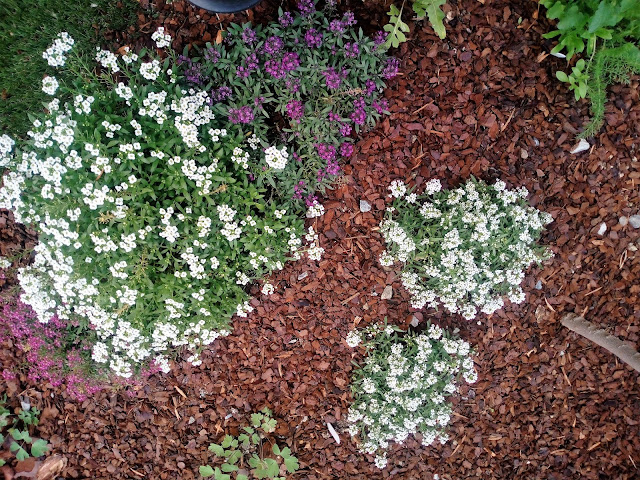 Aliso marítimo o lobularia (Lobularia maritima (L.) Desv. (sin. Alyssum maritimum)).