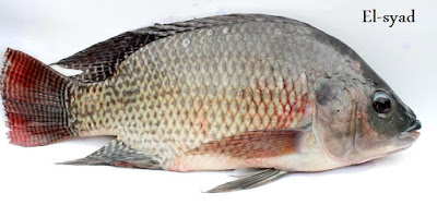 سمك البلطي Tilapia