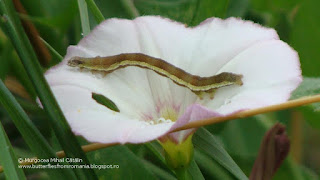 Acontia (Emmelia) trabealis caterpillar DSC117409