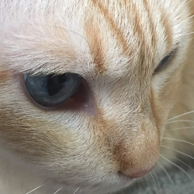 AM : 8 : 00GOODDAYS Un chat qui ressemble à une poussière française. Les yeux bleus et les cheveux blancs sont des descendants d'albinos.