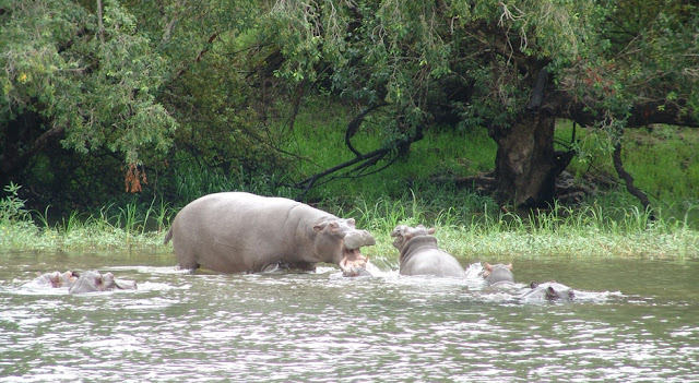 Zambia - Zambezi's hippos