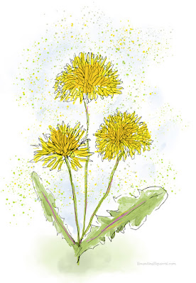 Digital pen and wash sketch of a bright yellow dandelion flower and its green leaves, with watercolour splashes