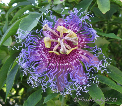 10-26-passion-flower
