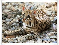 Ocelot Animal Pictures