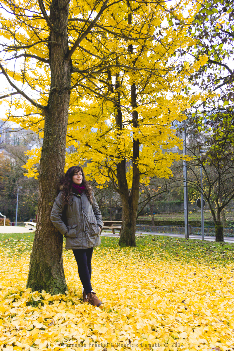 Yellow tree autumn Luxembourg
