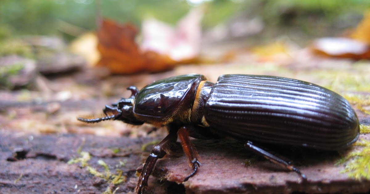 The Blug: Bess Beetles - Scienceline
