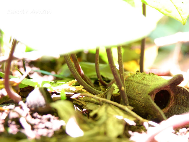 Asarum nipponicum