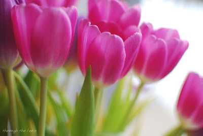 Beautiful Tulips