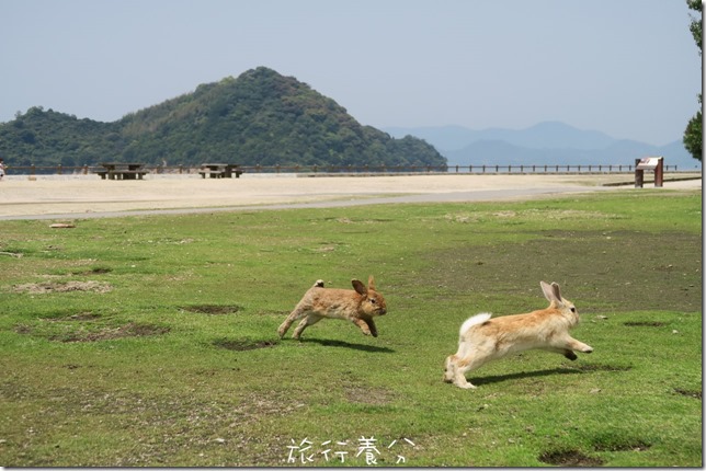 大久野島 兔子島 (13)