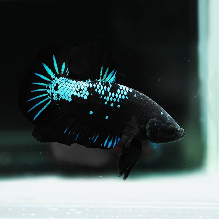 12 Jenis Ikan Cupang Avatar Dari Harga Termurah Sampai Paling Mahal