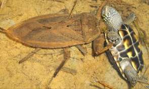 Giant Water Bug