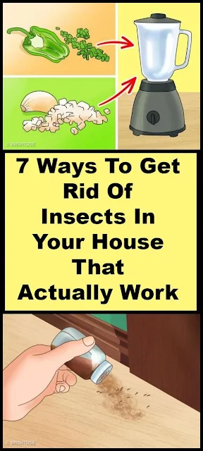 7 Ways To Get Rid Of Insects In Your House That Actually Work