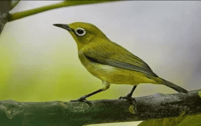 pleci lombok